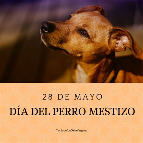 dia mundial del perro sin raza